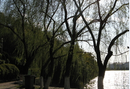 �̵����й��ֵ�����ֲ��