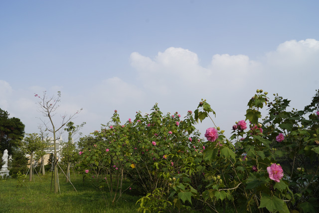 ��Ĺ�̻�Ӧ��������